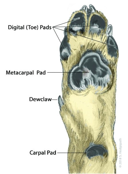dog feet