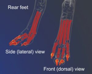 Figure 7. Rear Feet