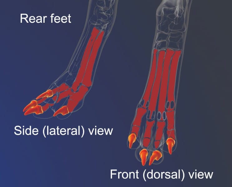 dog feet