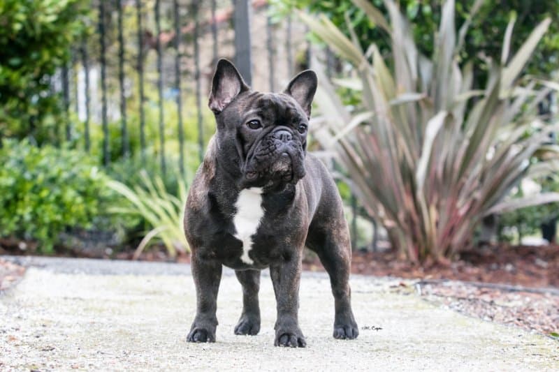 French Bulldog, the Most Popular Dog in US in 2022