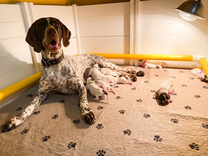 Halestorm Kennel German Shorthaired Pointer with her puppies