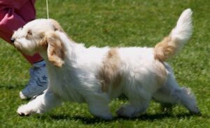 Petit Basset Griffon Vendeen moving in a dog show ring