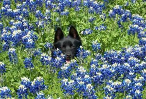 Schipperke dog in a field of bluebonnet flowers