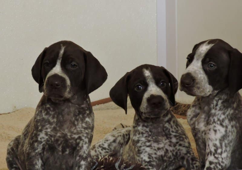 Three Shomberg (GSP) German Shorthaired Pointer puppies