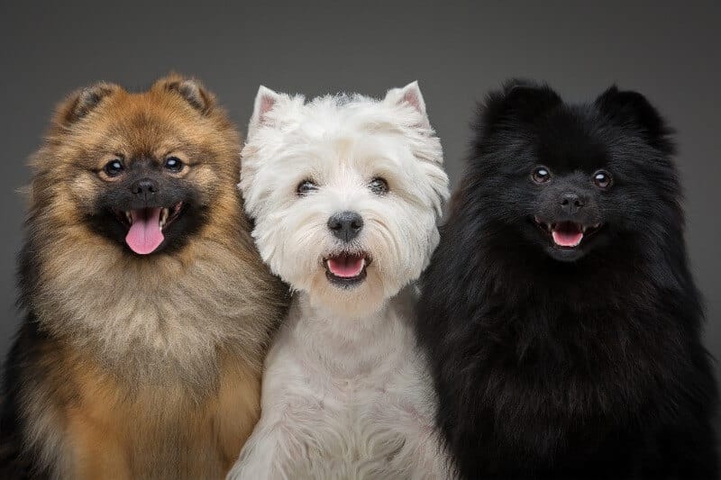 Three dogs on a grey background, two spitz dogs with a white westie in the middle