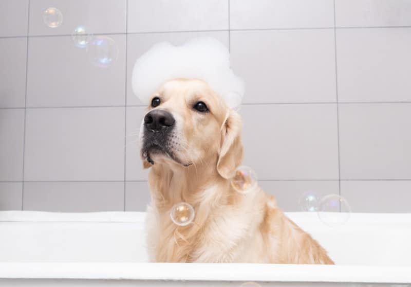 Dog people: The dog is sitting in a bubble bath with a yellow duckling and soap bubbles.