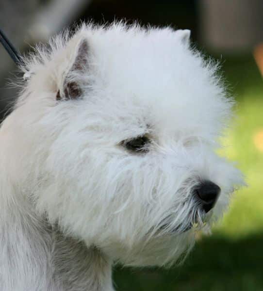 West Highland White Terrier female head with correct eyes