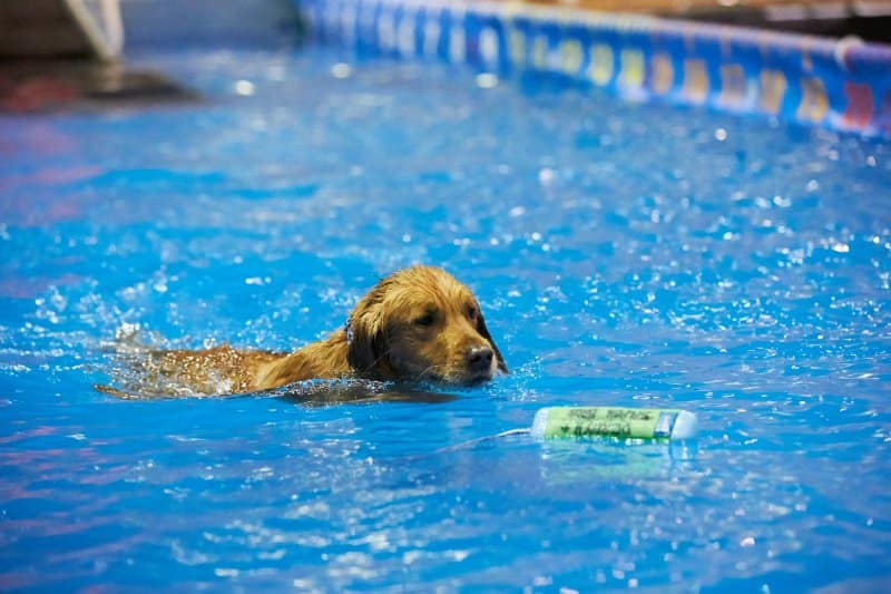 AKC Diving Dog Challenge