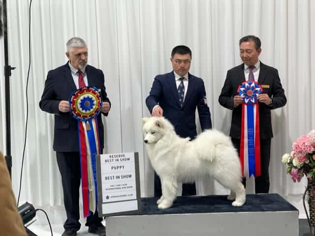 Korean Kennel Club Classic Dog Show