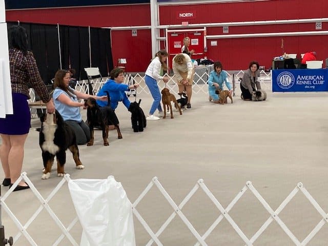 Line up for Beginner Puppy BIS at the 2023 Columbia Missouri Kennel Club Show
