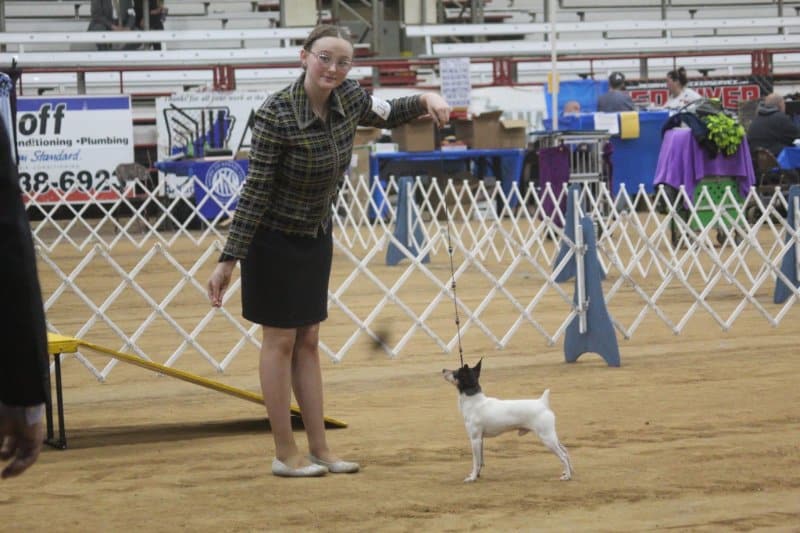 Alessandra Wagner with her Toy Fox Terrier at a dog show