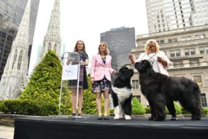 Baloo and Pearl (Newfoundlands)_C. Barritt_Getty Images for WKC