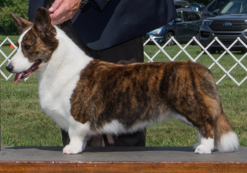 Cardigan Welsh Corgi stacked in the dog show ring, showcasing its outline, topline and underline