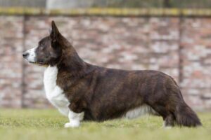 Cardigan Welsh Corgi stacked in the dog show ring, showcasing its outline, topline and underline