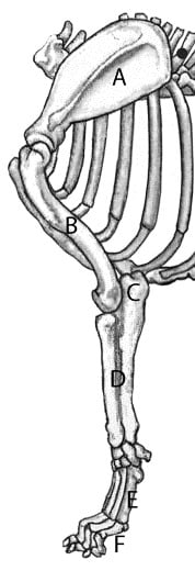 Figure 2 - Illustration of the Skeletal Structure of Dog's Front Assembly