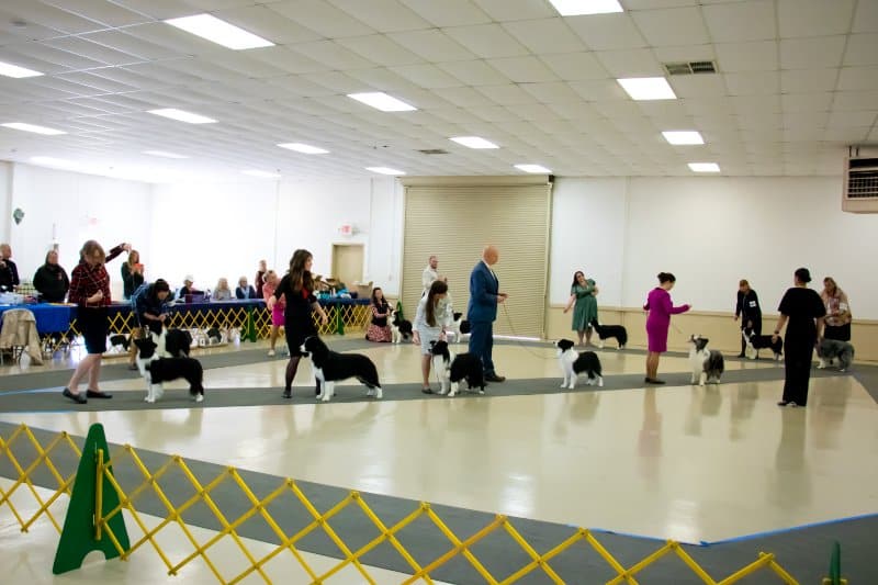Border Collie Club of Northern California 15th Annual Specialty Shows