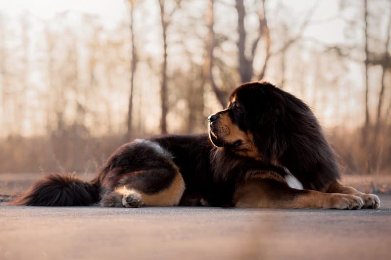 Tibetan Mastiff dog lying on the ground.