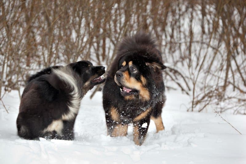 Tibetan Mastiff playing with another dog in snow