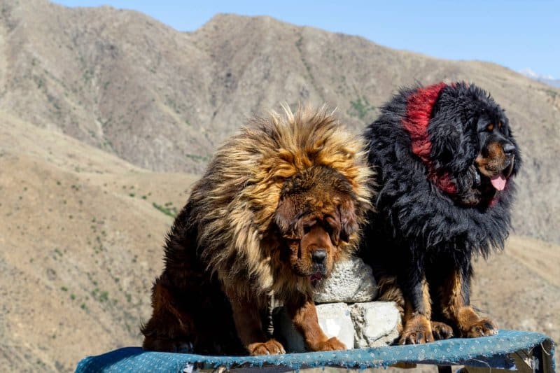 Tibetan Mastiff dogs sitting, with mountain peaks behind them