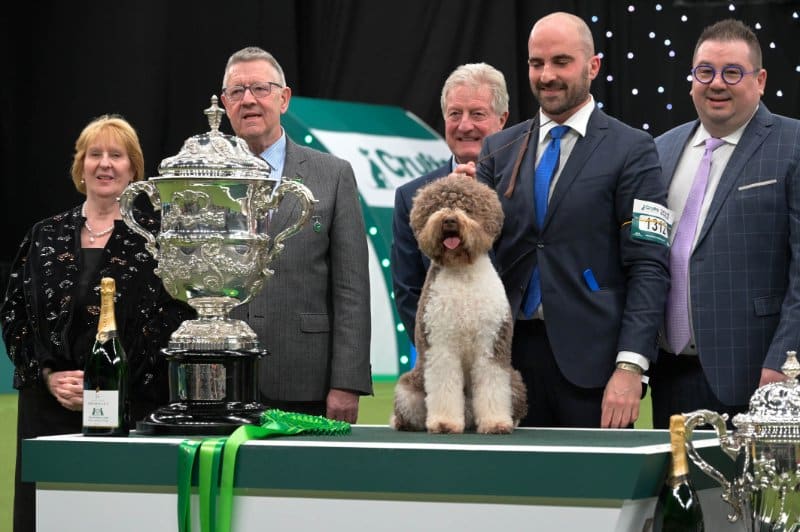Lagotto Romagnolo "Orca," with her handler Javier Gonzalez Mendikote, Best in Show at the 2023 Crufts Dog Show
