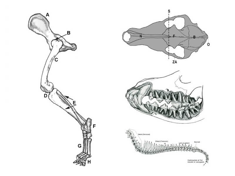 Combined illustrations of dog's hindquarter head and spine