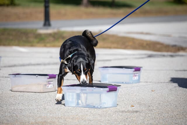 Appenzeller Sennenhund, named Vinca, training for Scent Work dog sport