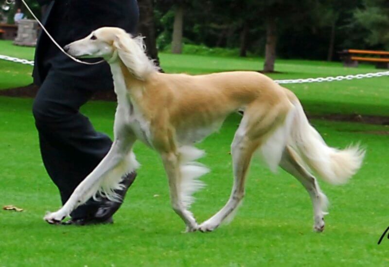 The Saluki side gait is effortless, lilting, and sound—ready to move into ‘high gear’ if needed.