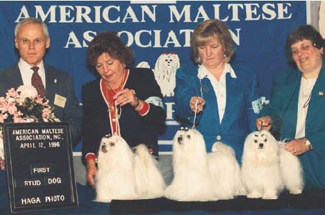 Winning the Stud Dog Class, American Maltese Association National Specialty under Edd Bivin.
