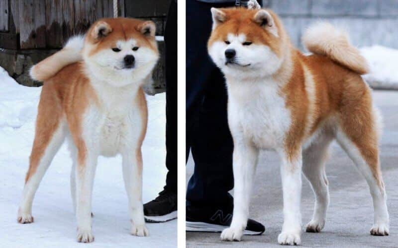 Combined image of Japanese Akitainu standing outside in the snow