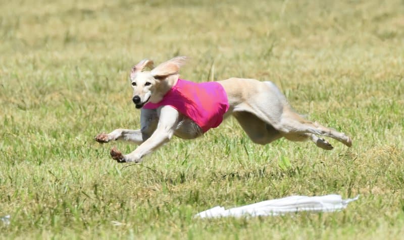 Lure Coursing with a Saluki