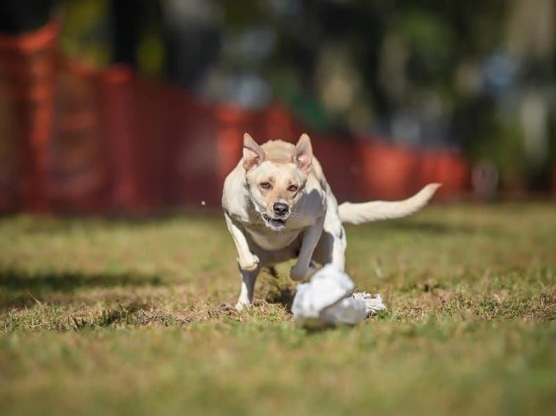 Carolina dog participating in Lure Coursing