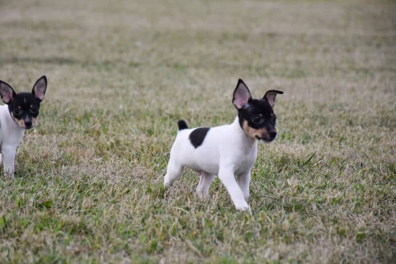 Toy Fox Terrier puppies walking outside on the grass