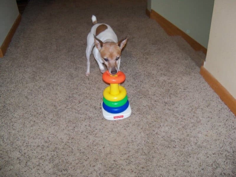 Toy Fox Terrier activities