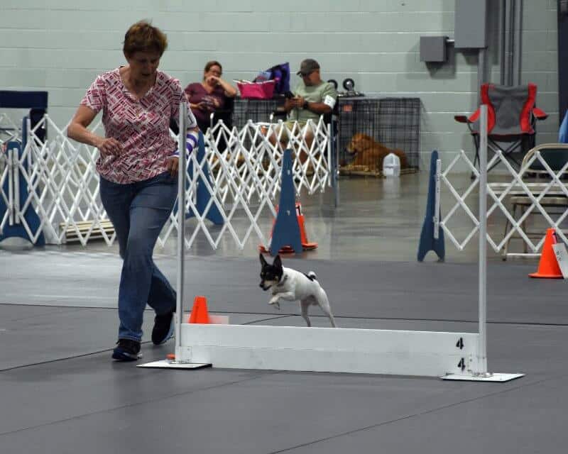 Toy Fox Terrier activity - agility