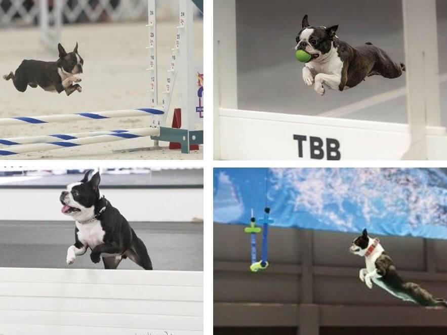 Combined images of versatile Boston terrier participating in various dog sports