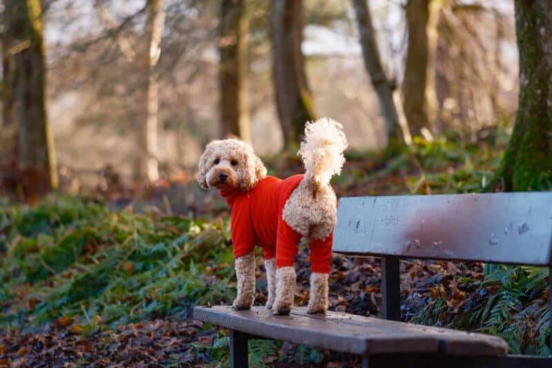 cockapoo wearing a red suit, standing on the bench, in the woods