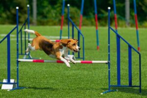 The dog performs at agility competition. Beagle dog jumping over obstacles.
