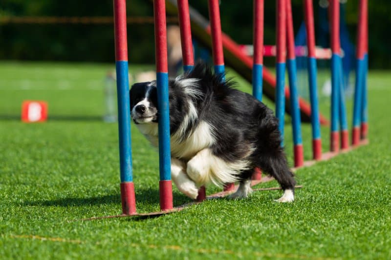 dog at the agility competition