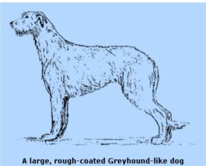 A large, rough-coated Greyhound-like dog