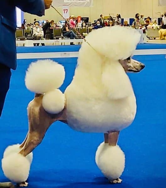 White Poodle in the dog show ring