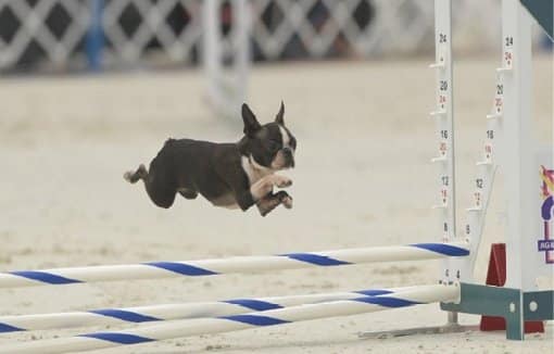 A Boston flies over an obstacle at the AKC Agility Championship.