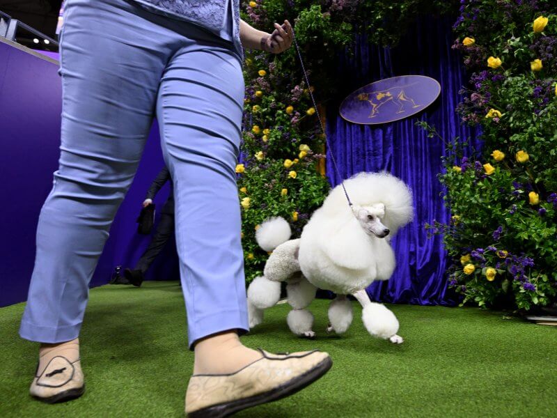 Dog handler and a Poodle at the Westminster Kennel Club Dog Show