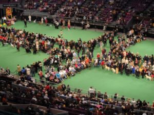 A View From the Center of the Ring - Exhibitors Can Learn a Lot From Judging Assignments