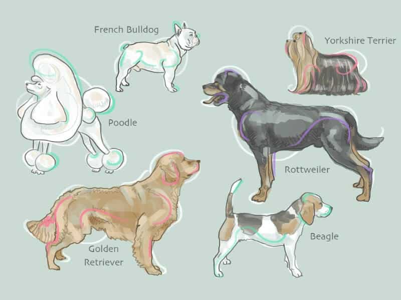 Kennel Blindness! The Perfect Dog Has Yet to Be Produced!