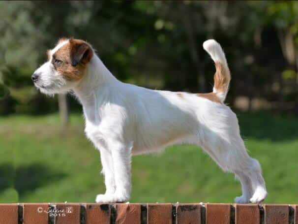 Side photo of a dog respresenting the correct Russell Terrier Breed Type