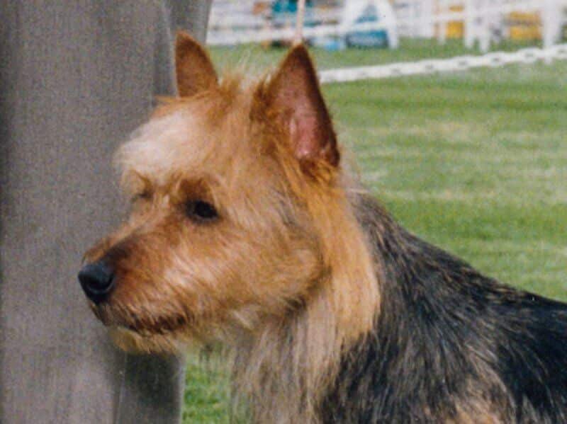Australian Terrier Proportions