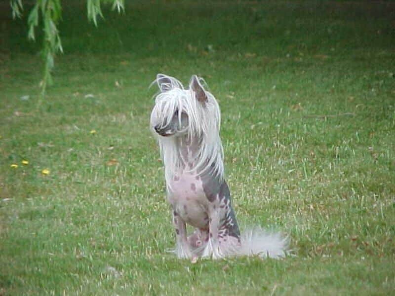 Chinese Crested sitting in the field