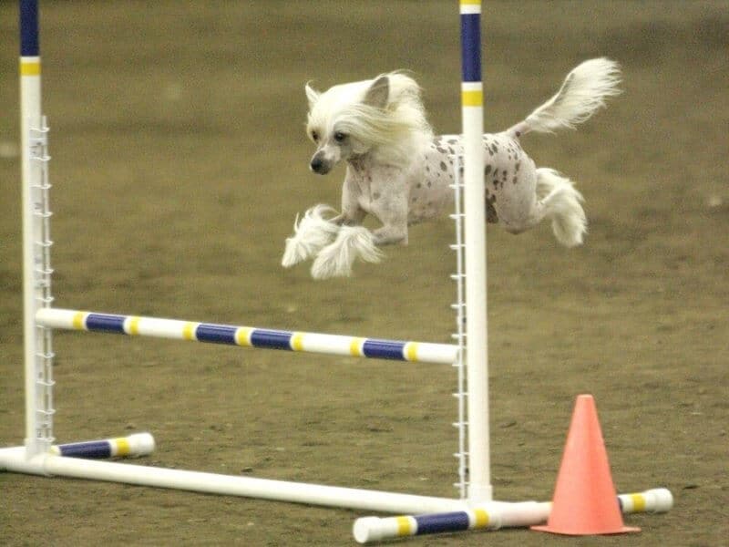 Chinese Crested jumping over an obstacle