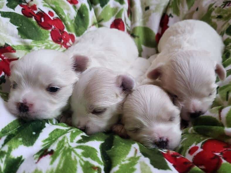 Alexis Maltese puppies