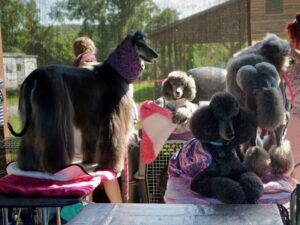 Putnam Kennel Club dog show 2023
